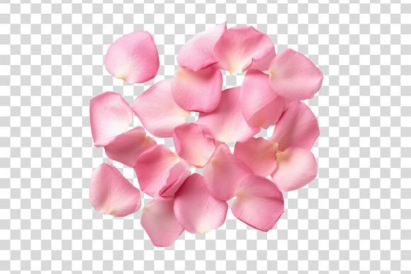 Download #116 Pink Rose Petals Isolated Element - Element Collection